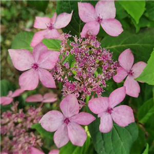 Hydrangea Serrata 'Kurohime'